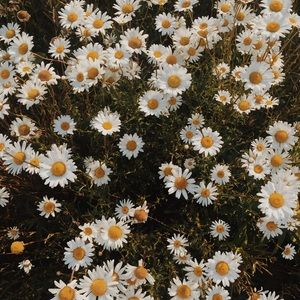 Meet your Posher, Maggie